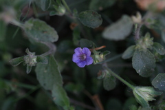 Hemigraphis latebrosa